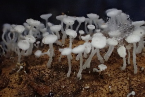  (Dasyscyphella - HAY-F-007760)  @11 [ ] by-nc (2023) Damon Tighe Fungal Diversity Survey