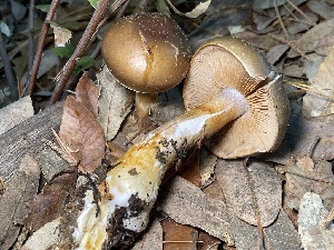  (Cortinarius corpulentus - HAY-F-007761)  @11 [ ] by-nc (2023) Damon Tighe Fungal Diversity Survey