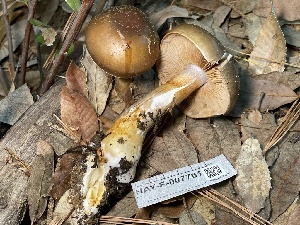  ( - HAY-F-007761)  @11 [ ] by-nc (2023) Damon Tighe Fungal Diversity Survey