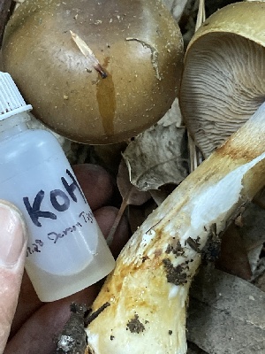 ( - HAY-F-007761)  @11 [ ] by-nc (2023) Damon Tighe Fungal Diversity Survey