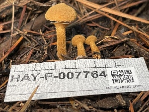  ( - HAY-F-007764)  @11 [ ] by-nc (2023) Damon Tighe Fungal Diversity Survey