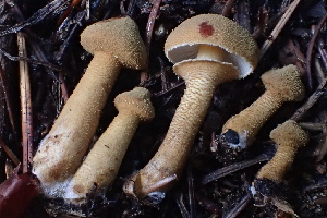  ( - HAY-F-007764)  @11 [ ] by-nc (2023) Damon Tighe Fungal Diversity Survey