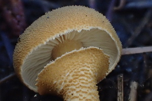  ( - HAY-F-007764)  @11 [ ] by-nc (2023) Damon Tighe Fungal Diversity Survey