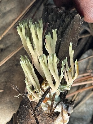  ( - HAY-F-007767)  @11 [ ] by-nc (2023) Damon Tighe Fungal Diversity Survey