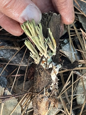  ( - HAY-F-007767)  @11 [ ] by-nc (2023) Damon Tighe Fungal Diversity Survey