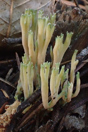  ( - HAY-F-007767)  @11 [ ] by-nc (2023) Damon Tighe Fungal Diversity Survey