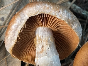  ( - HAY-F-005438)  @11 [ ] by-nc (2023) Damon Tighe Fungal Diversity Survey