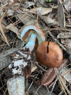  ( - HAY-F-005438)  @11 [ ] by-nc (2023) Damon Tighe Fungal Diversity Survey