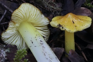  (Hygrocybe sp. acutoconica-PNW05 - HAY-F-008383)  @11 [ ] by-nc (2023) Taye Bright Fungal Diversity Survey