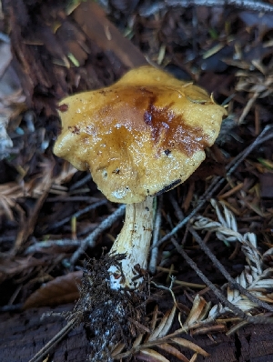  ( - HAY-F-008175)  @11 [ ] by-nc (2023) Warren Cardimona Fungal Diversity Survey