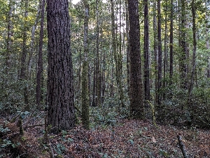  ( - HAY-F-008175)  @11 [ ] by-nc (2023) Warren Cardimona Fungal Diversity Survey