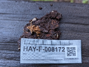  (Sporophagomyces - HAY-F-008172)  @11 [ ] by-nc (2023) Warren Cardimona Fungal Diversity Survey