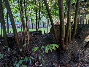  ( - HAY-F-008172)  @11 [ ] by-nc (2023) Warren Cardimona Fungal Diversity Survey