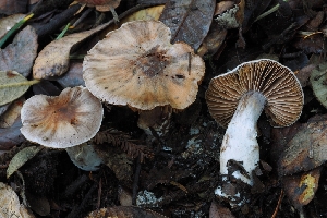  (Cortinarius sp. CA77 - HAY-F-008000)  @11 [ ] by-nc (2023) Warren Cardimona Fungal Diversity Survey