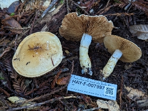  ( - HAY-F-007997)  @11 [ ] by-nc (2023) Warren Cardimona Fungal Diversity Survey