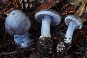  ( - HAY-F-008002)  @11 [ ] by-nc (2023) Warren Cardimona Fungal Diversity Survey
