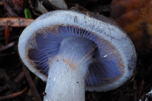  ( - HAY-F-008002)  @11 [ ] by-nc (2023) Warren Cardimona Fungal Diversity Survey