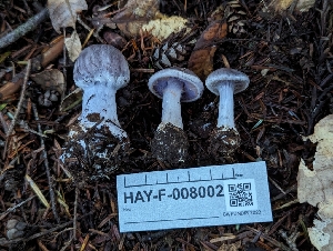  ( - HAY-F-008002)  @11 [ ] by-nc (2023) Warren Cardimona Fungal Diversity Survey