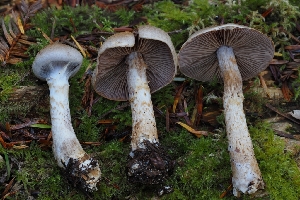  ( - HAY-F-007998)  @11 [ ] by-nc (2023) Warren Cardimona Fungal Diversity Survey