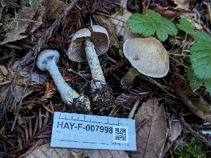  ( - HAY-F-007998)  @11 [ ] by-nc (2023) Warren Cardimona Fungal Diversity Survey