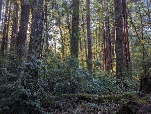  ( - HAY-F-007996)  @11 [ ] by-nc (2023) Warren Cardimona Fungal Diversity Survey