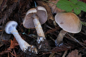  ( - HAY-F-007998)  @11 [ ] by-nc (2023) Warren Cardimona Fungal Diversity Survey