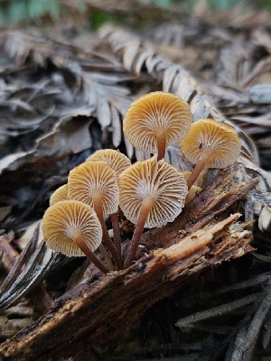  ( - HAY-F-006746)  @11 [ ] by (2023) Mandy Hackney Fungal Diversity Survey