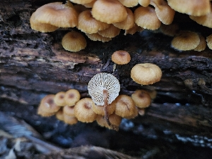  ( - HAY-F-006746)  @11 [ ] by (2023) Mandy Hackney Fungal Diversity Survey