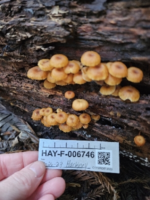  ( - HAY-F-006746)  @11 [ ] by (2023) Mandy Hackney Fungal Diversity Survey