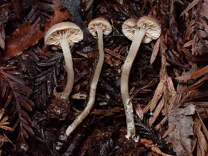  (Rhodocybe sp. PNW06 - HAY-F-007414)  @11 [ ] by (2023) Mandy Hackney Fungal Diversity Survey