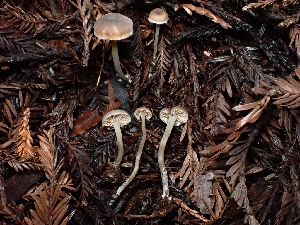  ( - HAY-F-007414)  @11 [ ] by (2023) Mandy Hackney Fungal Diversity Survey
