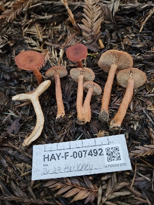  ( - HAY-F-007492)  @11 [ ] by (2023) Mandy Hackney Fungal Diversity Survey