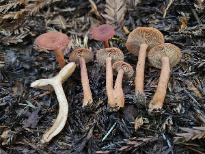  ( - HAY-F-007492)  @11 [ ] by (2023) Mandy Hackney Fungal Diversity Survey