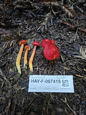  ( - HAY-F-007415)  @11 [ ] by (2023) Mandy Hackney Fungal Diversity Survey
