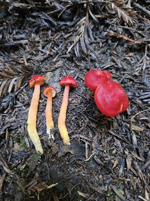  ( - HAY-F-007415)  @11 [ ] by (2023) Mandy Hackney Fungal Diversity Survey