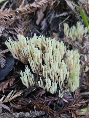  ( - HAY-F-007493)  @11 [ ] by (2023) Mandy Hackney Fungal Diversity Survey