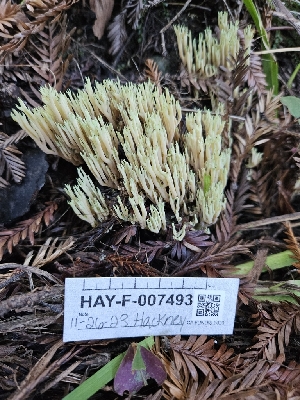 ( - HAY-F-007493)  @11 [ ] by (2023) Mandy Hackney Fungal Diversity Survey
