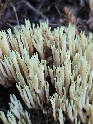  ( - HAY-F-007493)  @11 [ ] by (2023) Mandy Hackney Fungal Diversity Survey