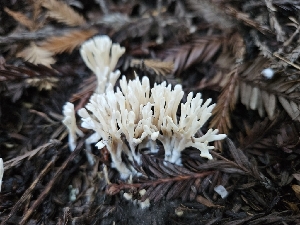  ( - HAY-F-007494)  @11 [ ] by (2023) Mandy Hackney Fungal Diversity Survey