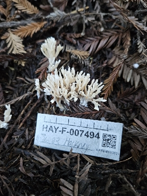  ( - HAY-F-007494)  @11 [ ] by (2023) Mandy Hackney Fungal Diversity Survey