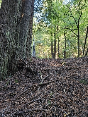  ( - HAY-F-007494)  @11 [ ] by (2023) Mandy Hackney Fungal Diversity Survey