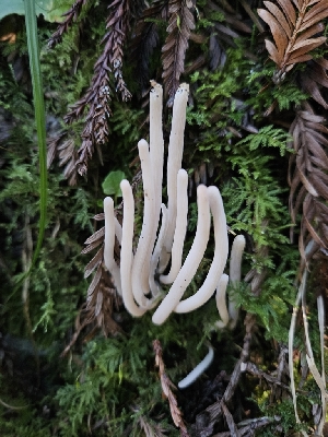  (Clavaria sp. CA08 - HAY-F-006747)  @11 [ ] by (2023) Mandy Hackney Fungal Diversity Survey