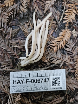  ( - HAY-F-006747)  @11 [ ] by (2023) Mandy Hackney Fungal Diversity Survey