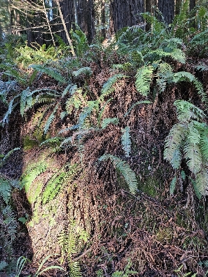 ( - HAY-F-006747)  @11 [ ] by (2023) Mandy Hackney Fungal Diversity Survey
