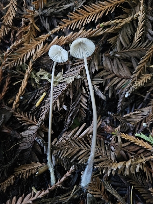  ( - HAY-F-007421)  @11 [ ] by (2023) Mandy Hackney Fungal Diversity Survey
