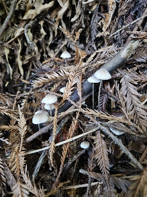  ( - HAY-F-007421)  @11 [ ] by (2023) Mandy Hackney Fungal Diversity Survey
