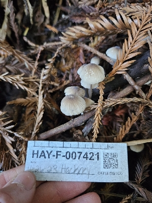  ( - HAY-F-007421)  @11 [ ] by (2023) Mandy Hackney Fungal Diversity Survey