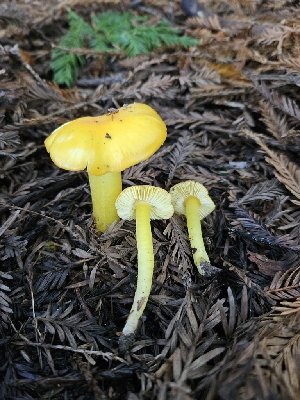  ( - HAY-F-006241)  @11 [ ] by (2023) Mandy Hackney Fungal Diversity Survey