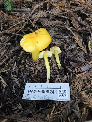  ( - HAY-F-006241)  @11 [ ] by (2023) Mandy Hackney Fungal Diversity Survey