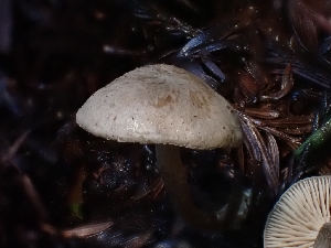  ( - HAY-F-006242)  @11 [ ] by (2023) Mandy Hackney Fungal Diversity Survey